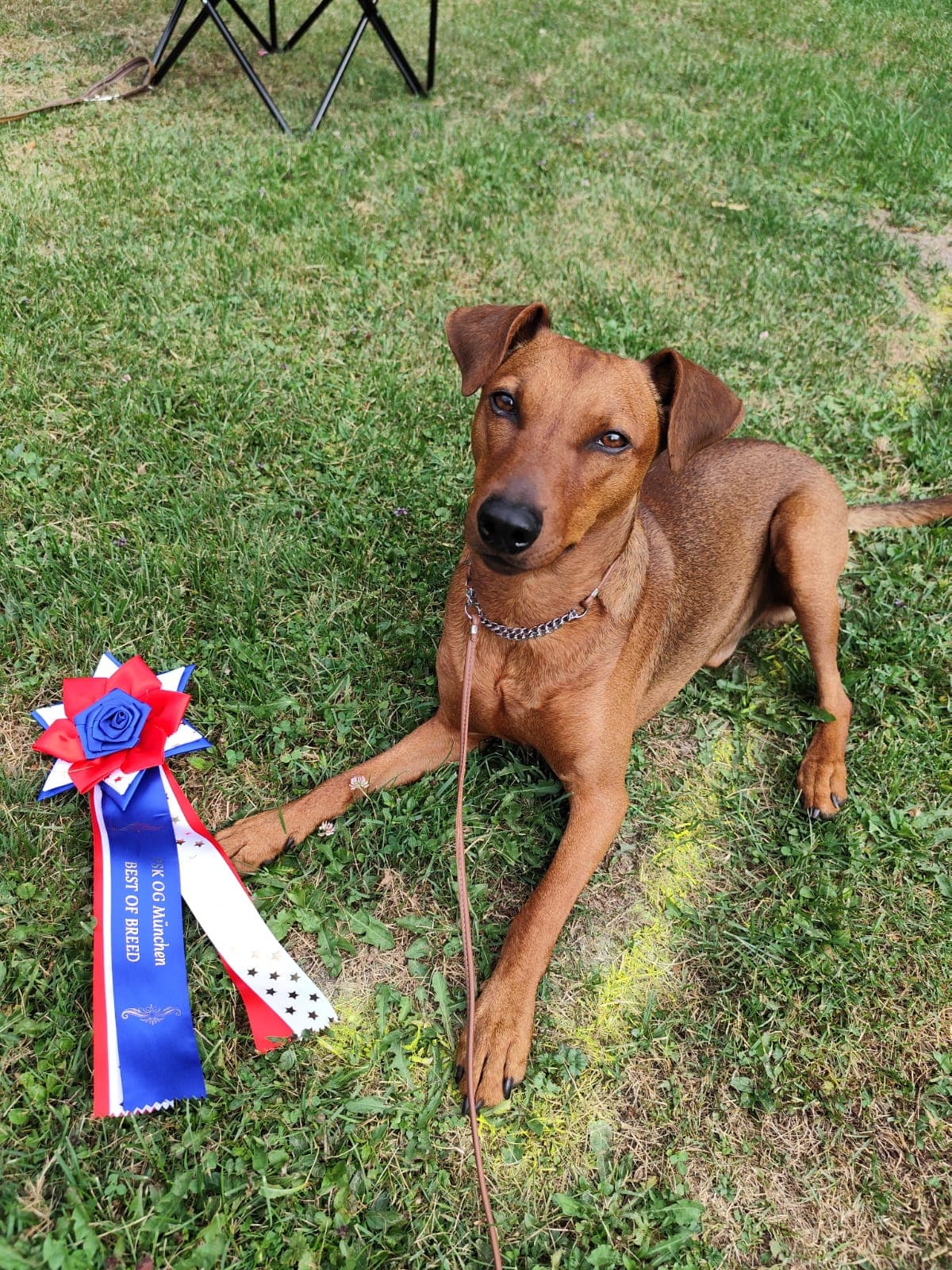 Buddy, ein roter Deutscher Pinscher-Rüde, liegt auf einer Wiese neben seiner Best-of-Breed-Auszeichnung.